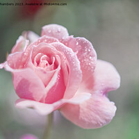 Buy canvas prints of Pink Unfurling Rose by Alison Chambers
