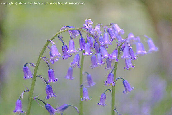 English Bluebells Picture Board by Alison Chambers