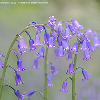 Buy canvas prints of English Bluebells by Alison Chambers