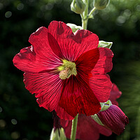 Buy canvas prints of Hollyhock by Alison Chambers