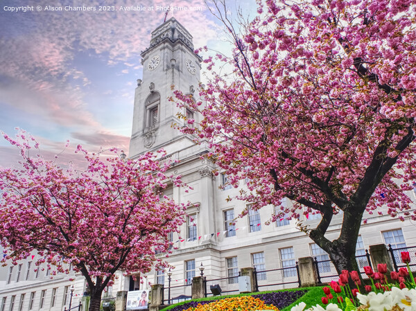 Barnsley Town Hall Cherry Blossom Picture Board by Alison Chambers