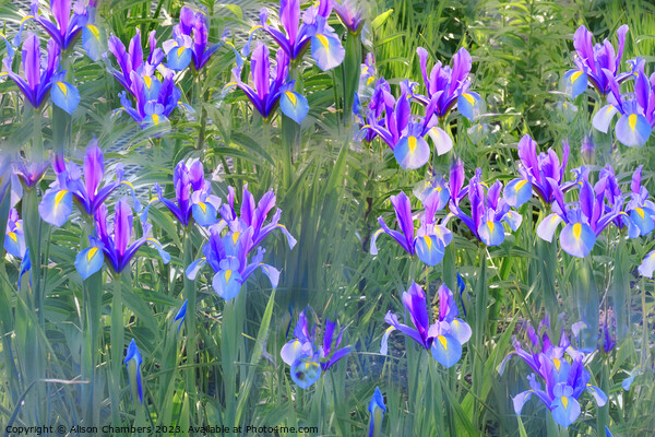 Irises Picture Board by Alison Chambers