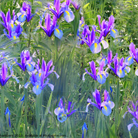 Buy canvas prints of Irises by Alison Chambers
