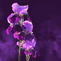 Buy canvas prints of Smoky Irises by Alison Chambers