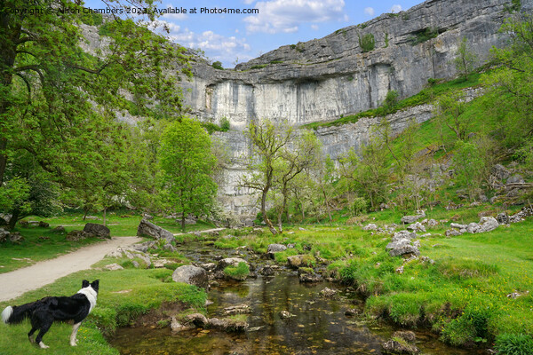 Dog Days Out At Malham Cove Picture Board by Alison Chambers