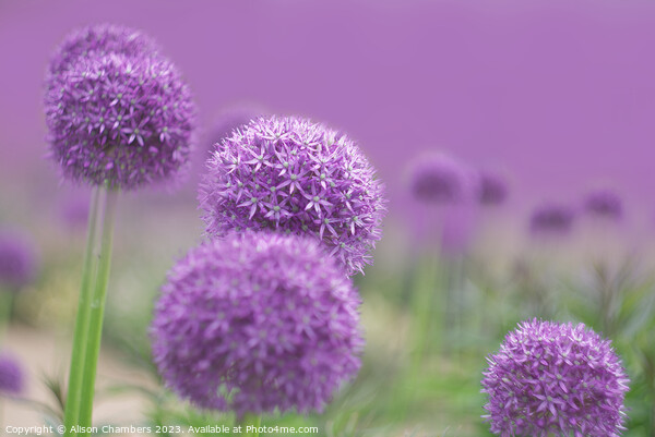  Alliums Picture Board by Alison Chambers