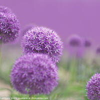 Buy canvas prints of Ethereal Alliums by Alison Chambers