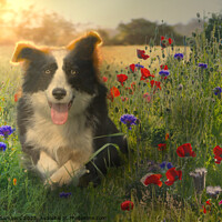 Buy canvas prints of Resting Border Collie by Alison Chambers