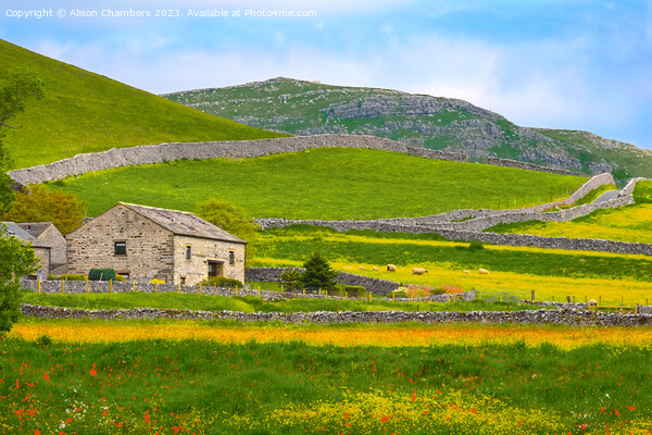 Green Malham landscape  Picture Board by Alison Chambers