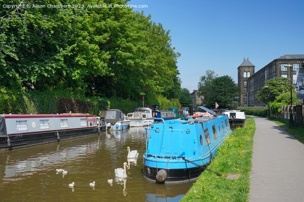 Skipton Canal Swans Picture Board by Alison Chambers