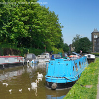 Buy canvas prints of Skipton Canal Swans by Alison Chambers