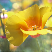 Buy canvas prints of Californian Poppy by Alison Chambers
