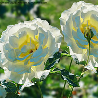 Buy canvas prints of Sunlit Roses by Alison Chambers