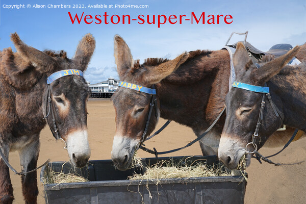 Weston super Mare Donkeys Picture Board by Alison Chambers