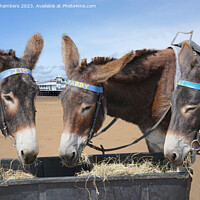 Buy canvas prints of Weston super Mare Donkeys by Alison Chambers