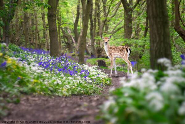 Fawn In A Bluebell Wood Picture Board by Alison Chambers