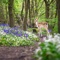 Buy canvas prints of Fawn In A Bluebell Wood by Alison Chambers
