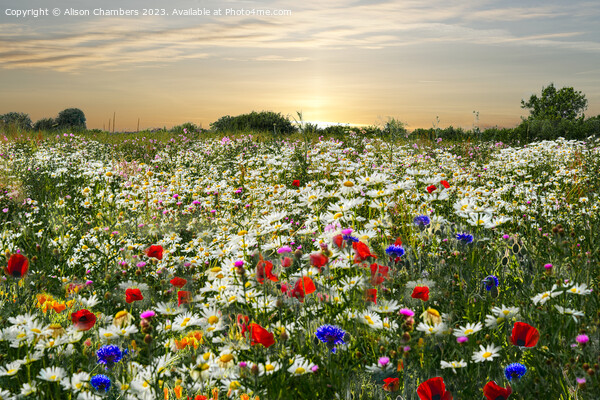 Wildflower Meadow  Picture Board by Alison Chambers