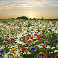 Buy canvas prints of Wildflower Meadow  by Alison Chambers
