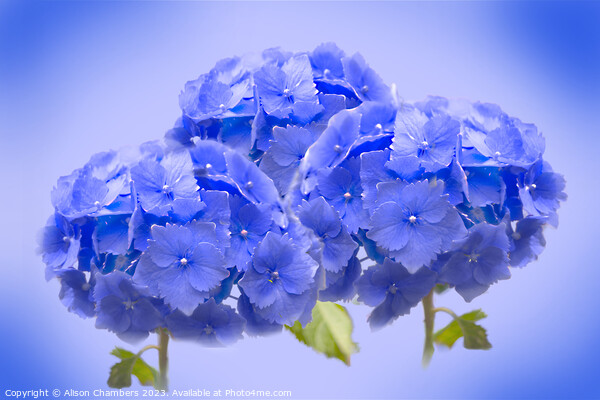 Blue Hydrangea  Picture Board by Alison Chambers