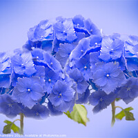 Buy canvas prints of Blue Hydrangea  by Alison Chambers