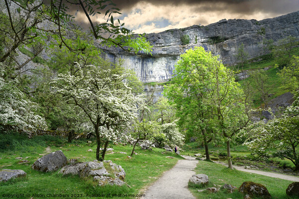 Malham Cove In The Spring  Picture Board by Alison Chambers
