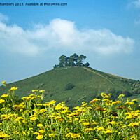 Buy canvas prints of Colmers Hill Dorset by Alison Chambers