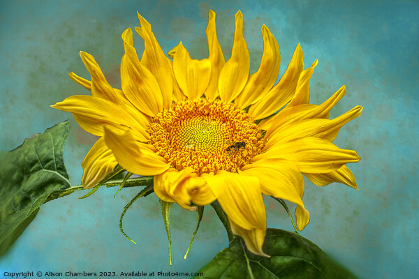 Sunflower Picture Board by Alison Chambers