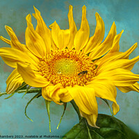 Buy canvas prints of Sunflower by Alison Chambers