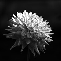 Buy canvas prints of Dahlia Towards The Light by Alison Chambers