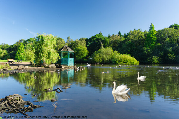 Golden Acre Park Leeds Picture Board by Alison Chambers
