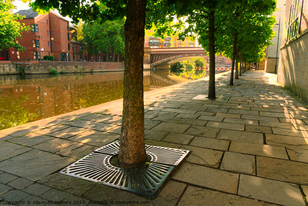 Leeds River Aire Sunrise Picture Board by Alison Chambers