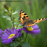 Buy canvas prints of A Butterfly Fluttered By by Alison Chambers