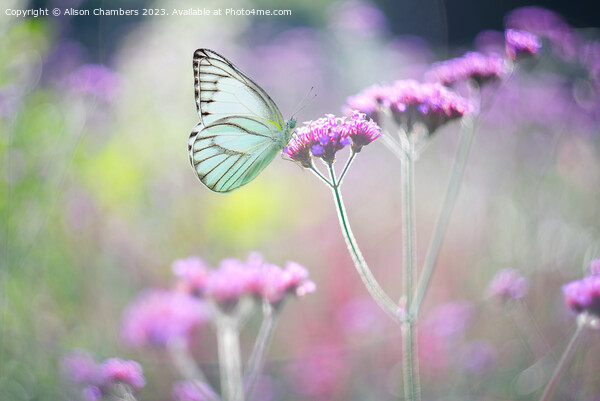 Butterfly on Verbena Picture Board by Alison Chambers