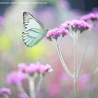 Buy canvas prints of Butterfly on Verbena by Alison Chambers