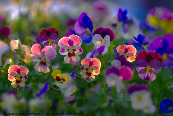 Sunlit Viola Flowers Picture Board by Alison Chambers