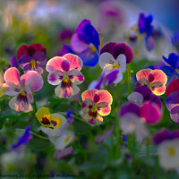 Buy canvas prints of Sunlit Viola Flowers by Alison Chambers
