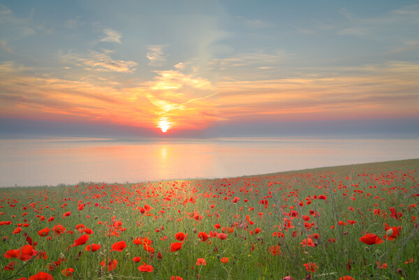 Yorkshire Coast Poppy Field Picture Board by Alison Chambers