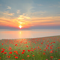 Buy canvas prints of Yorkshire Coast Poppy Field by Alison Chambers