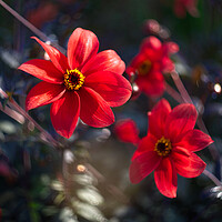 Buy canvas prints of Dancing Red Dahlias by Alison Chambers