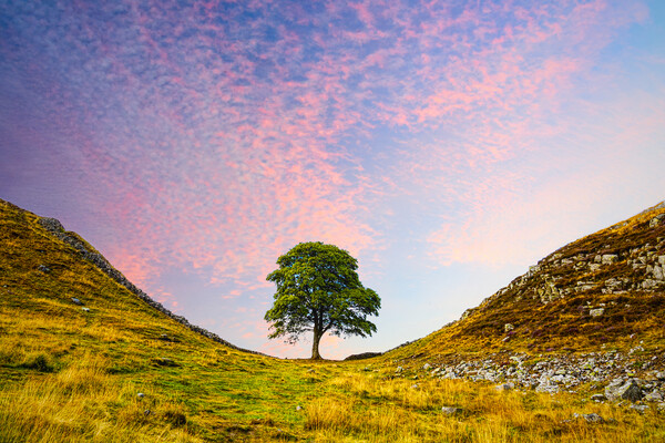 Sycamore Gap Picture Board by Alison Chambers
