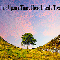 Buy canvas prints of Sycamore Gap by Alison Chambers