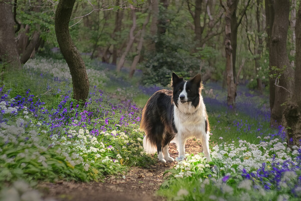 Border Collie Picture Board by Alison Chambers