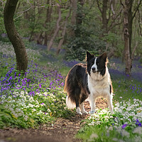 Buy canvas prints of Border Collie by Alison Chambers
