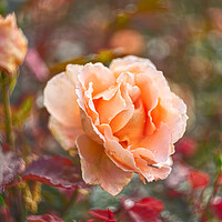 Buy canvas prints of Garden Rose by Alison Chambers