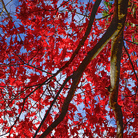 Buy canvas prints of Autumn Colour at Westonbirt by Alison Chambers