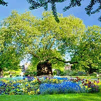 Buy canvas prints of Canterbury Westgate Gardens Tree by Alison Chambers