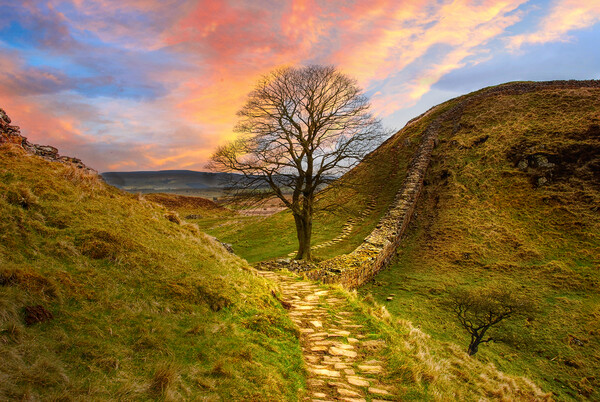 Sycamore Gap Picture Board by Alison Chambers