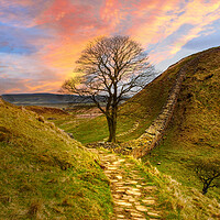 Buy canvas prints of Sycamore Gap by Alison Chambers