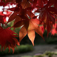 Buy canvas prints of Red Autumn Leaves by Alison Chambers